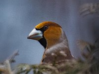 1 06  Stenknäck vid Hjortakroken